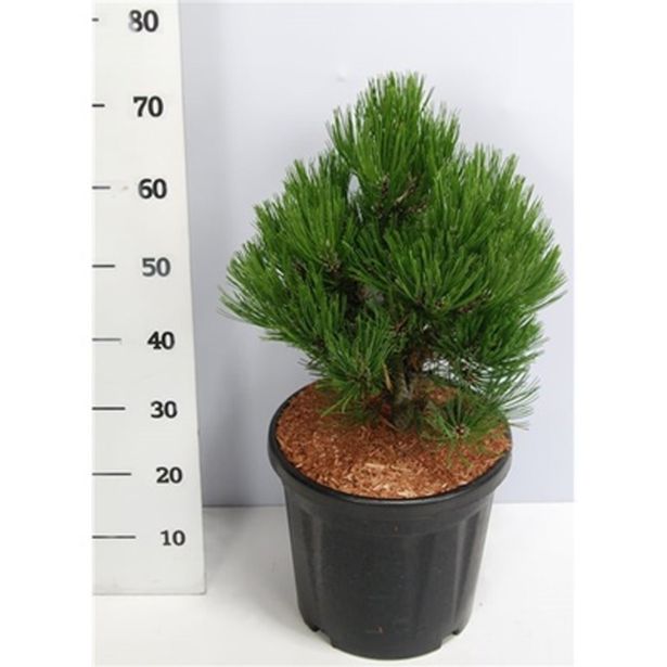 BOR MUNIKA COMPACT GEM L32