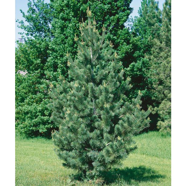 BOR PINUS FLEXILIS VANDERWOLF PYRAMID L3 L
