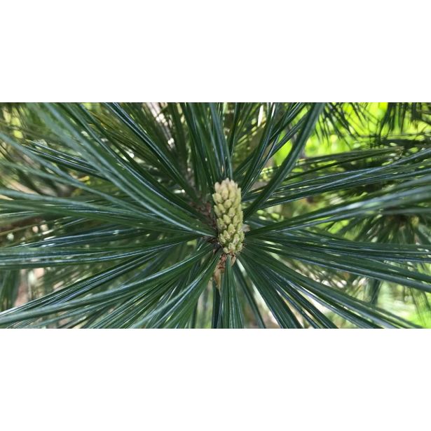 BOR PINUS FLEXILIS VANDERWOLF PYRAMID L3 L