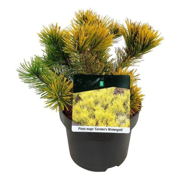 BOR PINUS MUGO CARSTENS WINTERGOLD L21 CM
