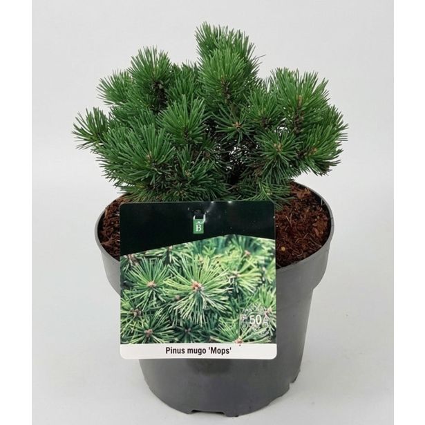 BOR PINUS MUGO MOPS L21 CM