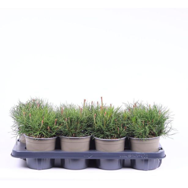 BOR PINUS MUGO MUGHUS L13 CM