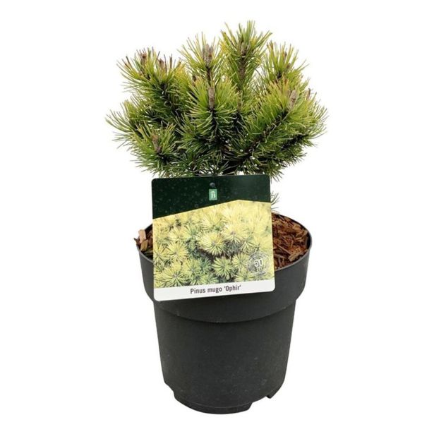 BOR PINUS MUGO OPHIR L21 CM