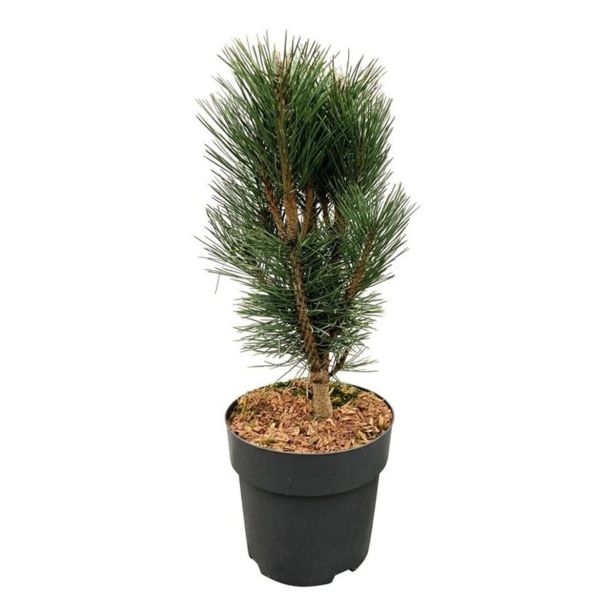 BOR PINUS NIGRA LO'S L21 CM