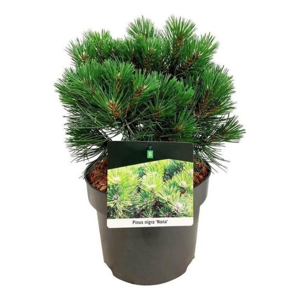 BOR PINUS NIGRA NANA L21 CM