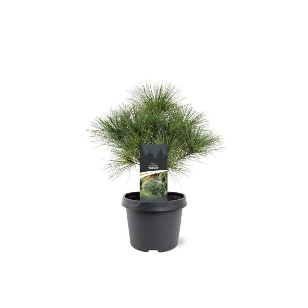 BOR PINUS STROBUS RADIATA (ZELENI BOR) L19 CM