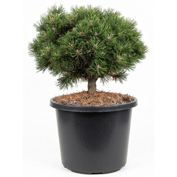 BOR PINUS UNCINATA HEIDEPERLE L31 CM