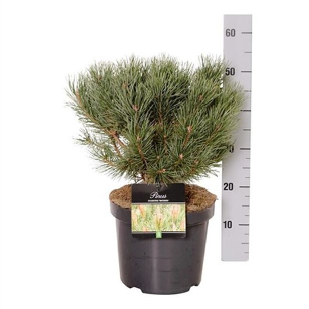 BOR RDEČI WATERERI L26