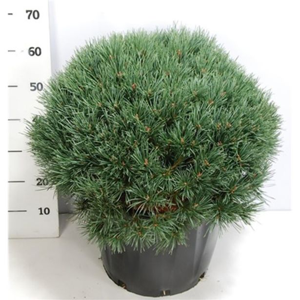 BOR RDEČI WATERERI L40