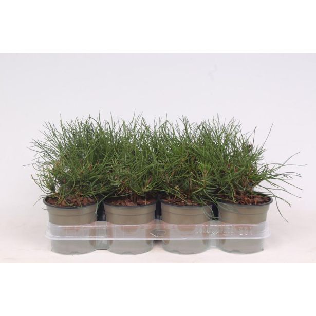 BOR RUŠEVJE (PINUS MUGO MUGHUS) L11 CM
