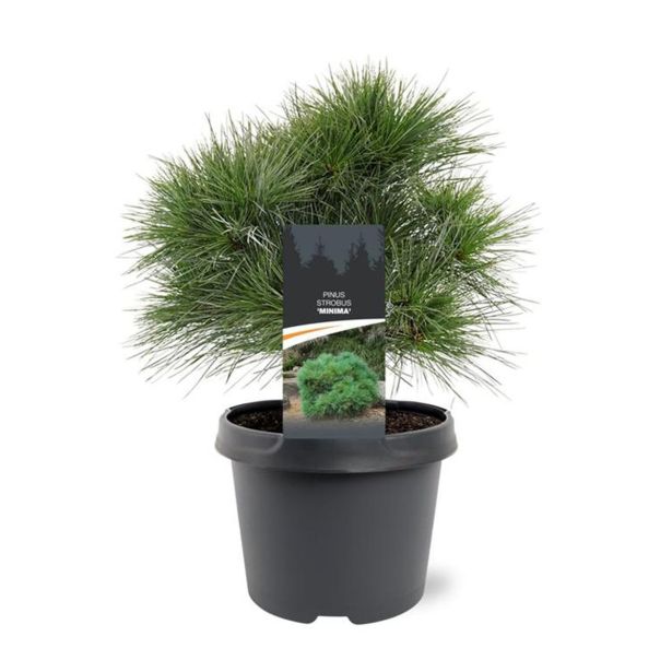 BOR STROBUS MINIMA L19 CM L3 L