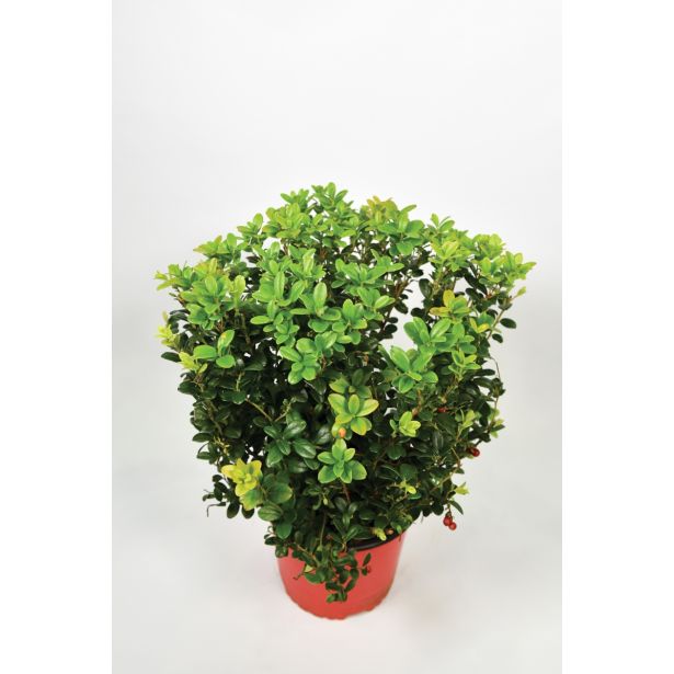 JAGODIČEVJE BOROVNICA L17