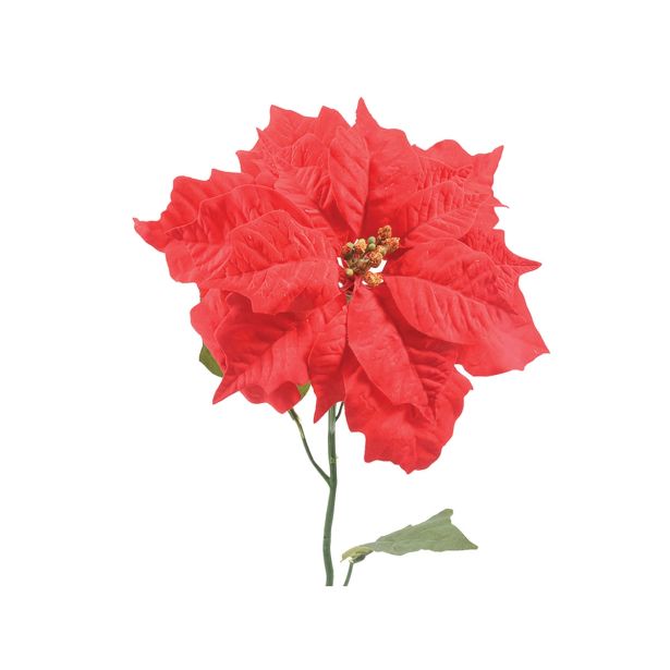 SVILENO CVETJE DAR BOŽIČNA ZVEZDA 68CM ŽAMETNA, RDEČA