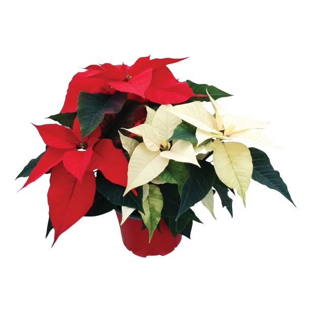 BOŽIČNA ZVEZDA DUO RDEČE/BELA 12 CM