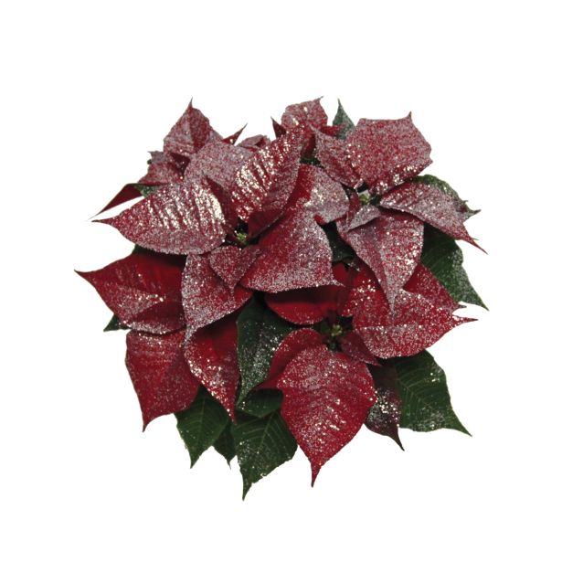 BOŽIČNA ZVEZDA EUPHORBIA PULCHERIMA S SREBRNIMI BLEŠČICAMI L14