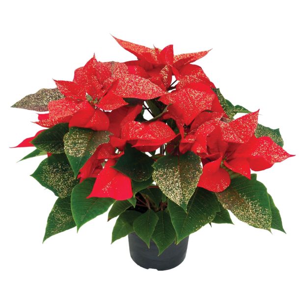 BOŽIČNA ZVEZDA GOLD GLITTER L11