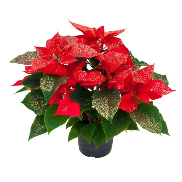 BOŽIČNA ZVEZDA L10.5 RDEČA Z BLEŠČICAMI