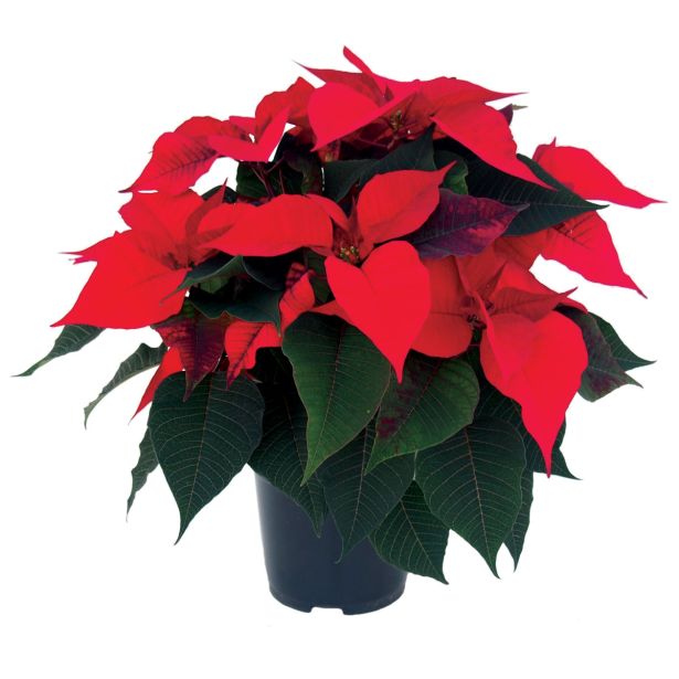 BOŽIČNA ZVEZDA L11