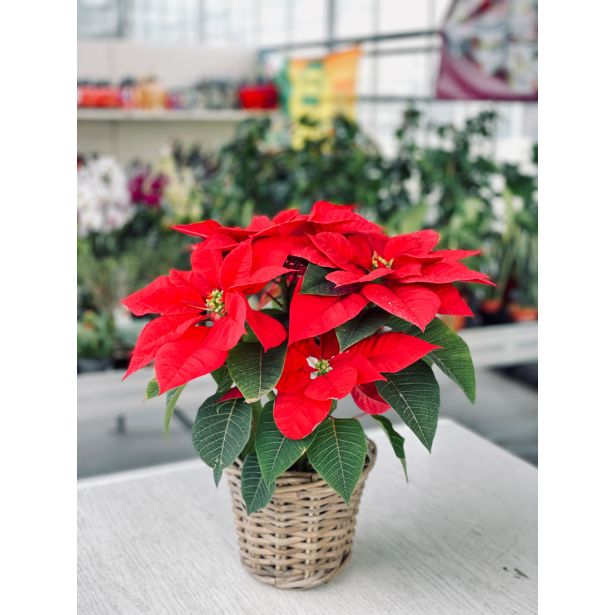 BOŽIČNA ZVEZDA L11 RDEČA