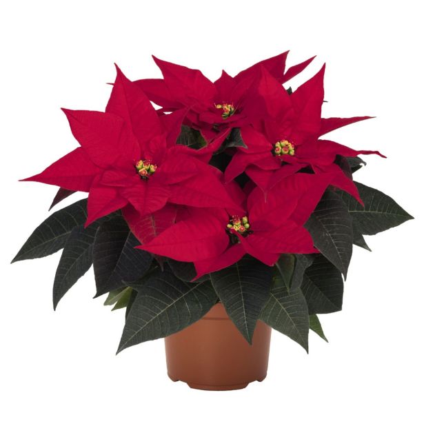 BOŽIČNA ZVEZDA L13