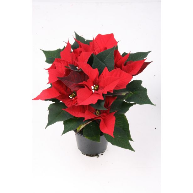 BOŽIČNA ZVEZDA MIX L11