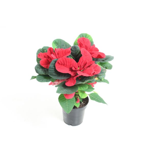 BOŽIČNA ZVEZDA MOUSE L11