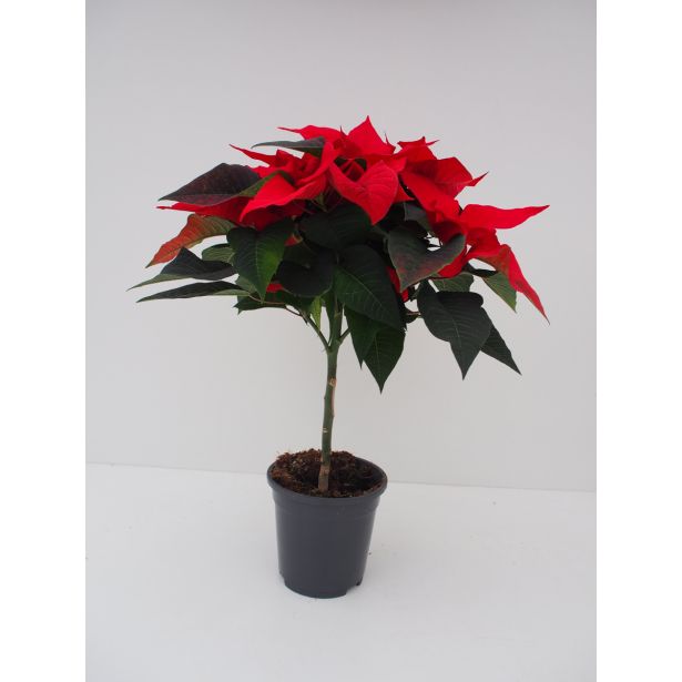 BOŽIČNA ZVEZDA NA STEBLU MIX L16