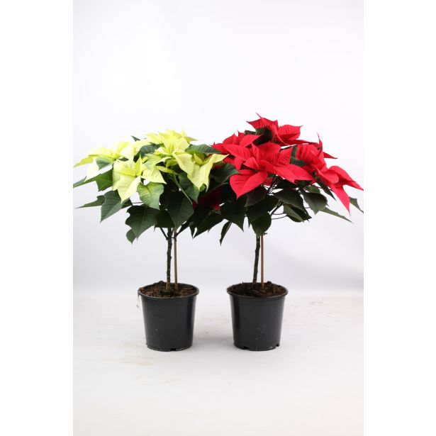 BOŽIČNA ZVEZDA NA STEBLU MIX L16