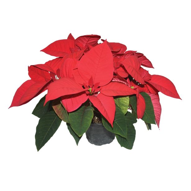 BOŽIČNA ZVEZDA POINSETTIA L13