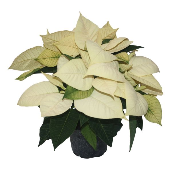 BOŽIČNA ZVEZDA POINSETTIA L13