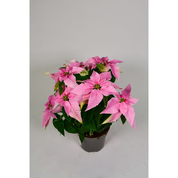 BOŽIČNA ZVEZDA PRINCETTIA MIX L11