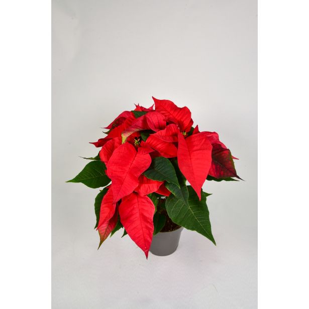 BOŽIČNA ZVEZDA RED L13