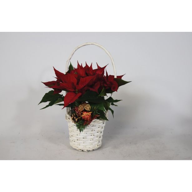 BOŽIČNA ZVEZDA V KOŠARI L11