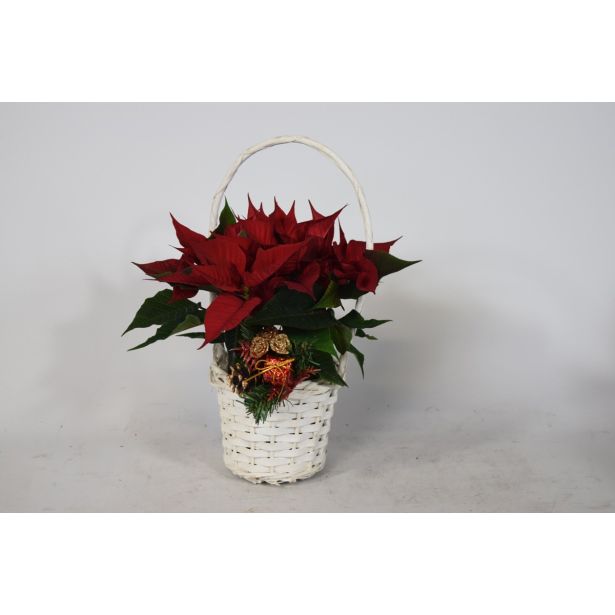 BOŽIČNA ZVEZDA V KOŠARI L11