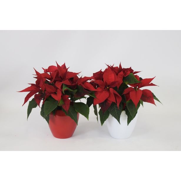 BOŽIČNA ZVEZDA V LONCU L11