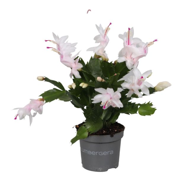 Boini Kaktus L10.5 Cm - Merkur.si