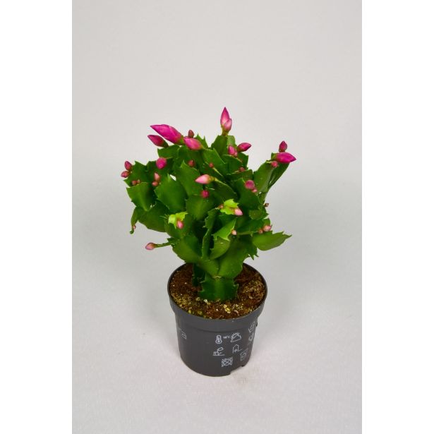 KAKTUS BOŽIČNI KAKTUS MIX