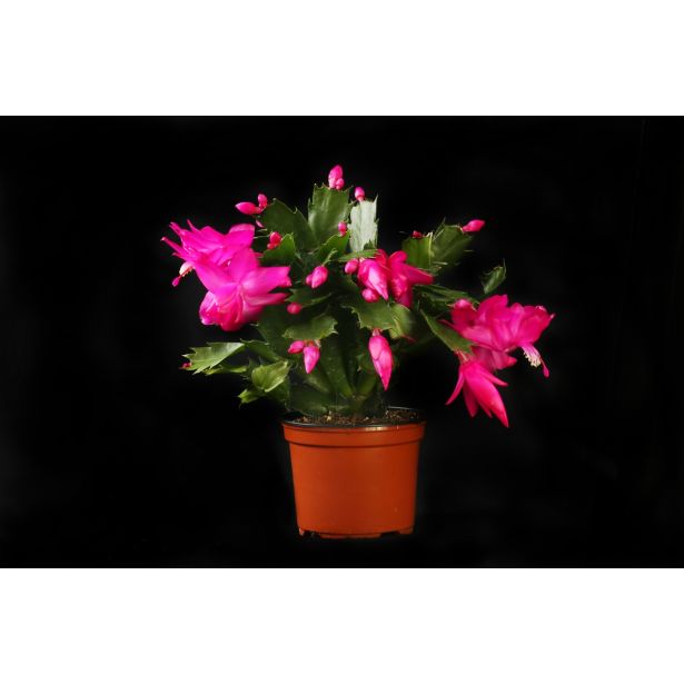 KAKTUS BOŽIČNI KAKTUS MIX