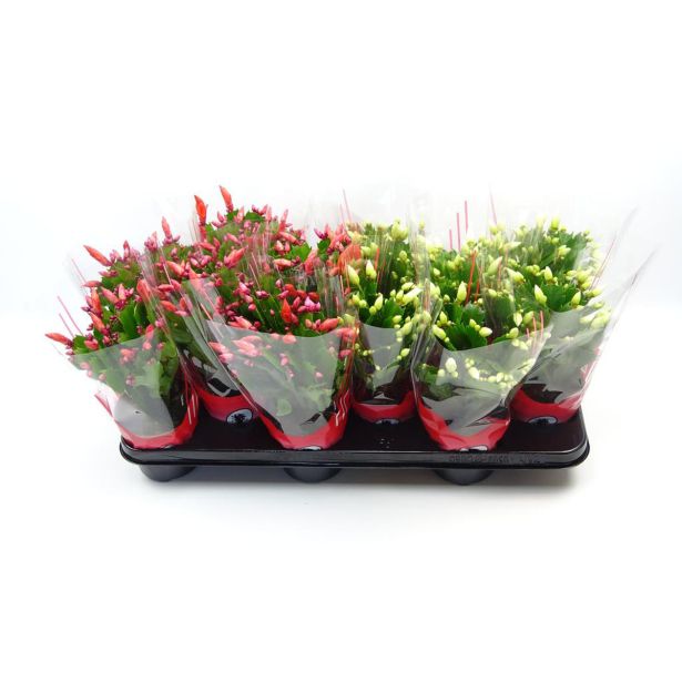BOŽIČNI KAKTUS MIX L10.5 CM