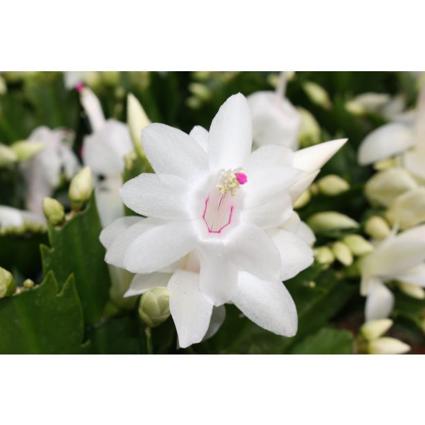 BOŽIČNI KAKTUS MIX L10.5