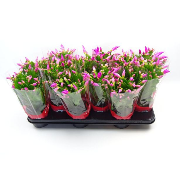 BOŽIČNI KAKTUS ROZA 10.5 CM