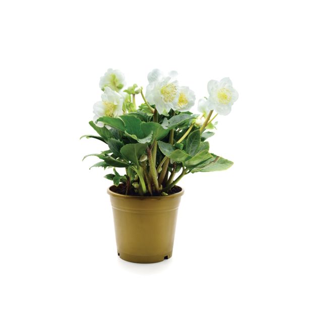 TELOH BOŽIČNI, L12 GOLDEN STARS