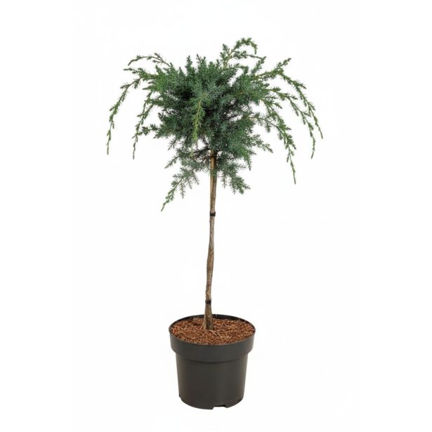 BRIN BLUE ALPS NA DEBLU 45 CM L23 CM