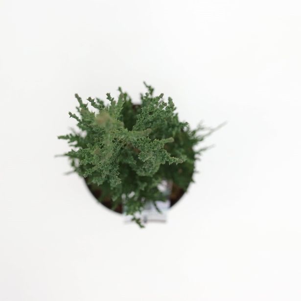 IGLAVEC BRIN BLUE ARROW L38