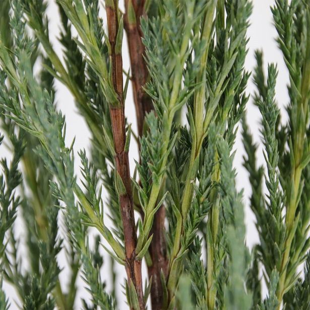 IGLAVEC BRIN BLUE ARROW L38