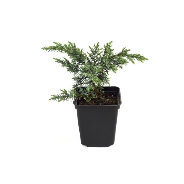 BRIN BLUE PACIFIC L17