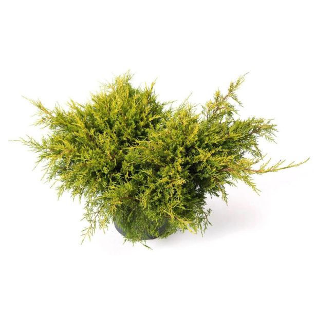 BRIN GOLD STAR L19 CM