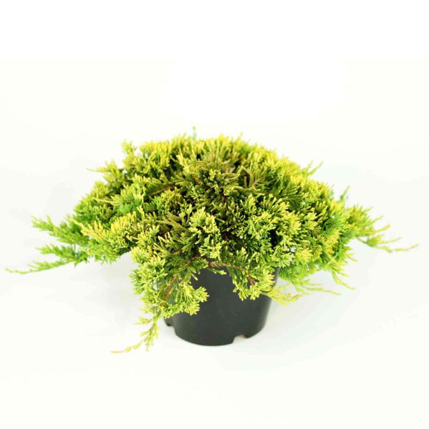 BRIN HOR. GOLDEN CARPET L19 CM
