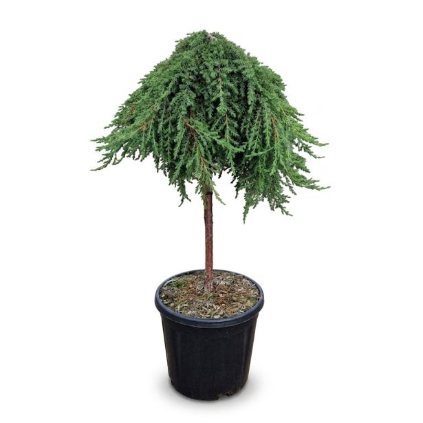 BRIN JUNIPEERUS COMM. GREEN MANTLE NA DEBLU C15 L