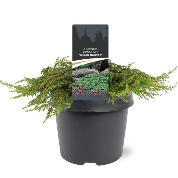 BRIN JUNIPERUS GREEN CARPET L19 CM